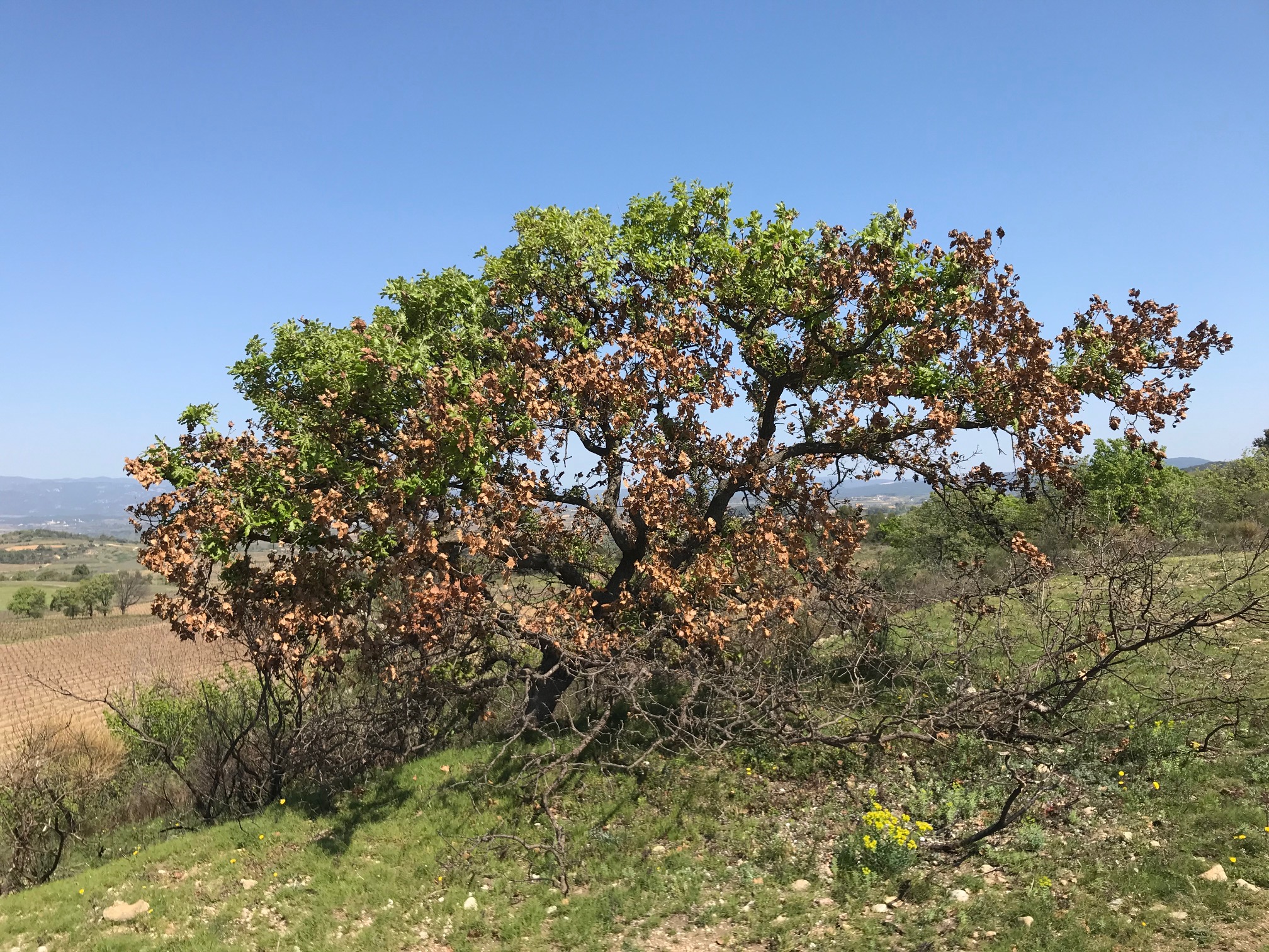 image arbre